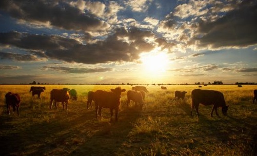 argentina-cattle